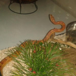 baltazar - Male Grass Snake (1 year)