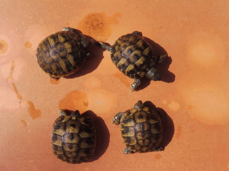 Nos 4 bébés tortues - (1 month)